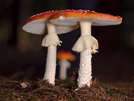 mushroom supplements for energy