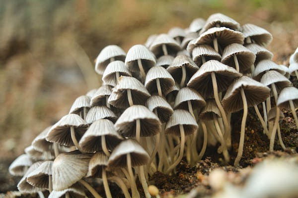 How to Choose the Best Mushroom Supplements for Your Health Needs